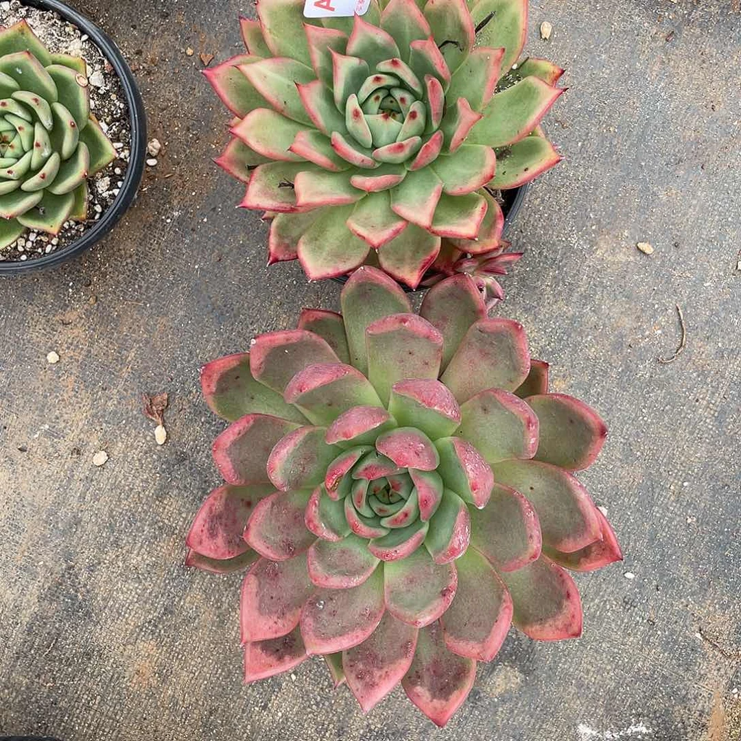 若如东云组拍A671