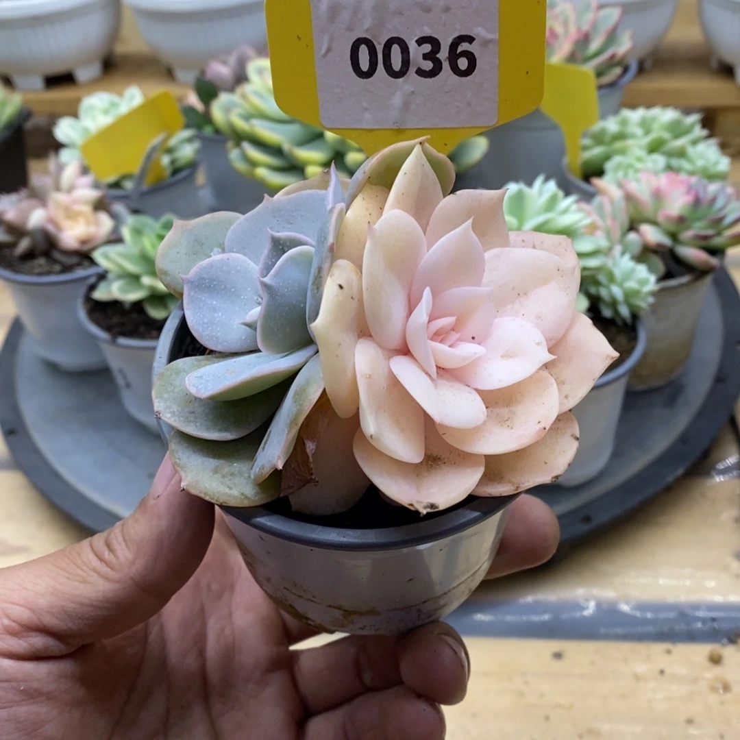 0036双子座哈哈哈哈
