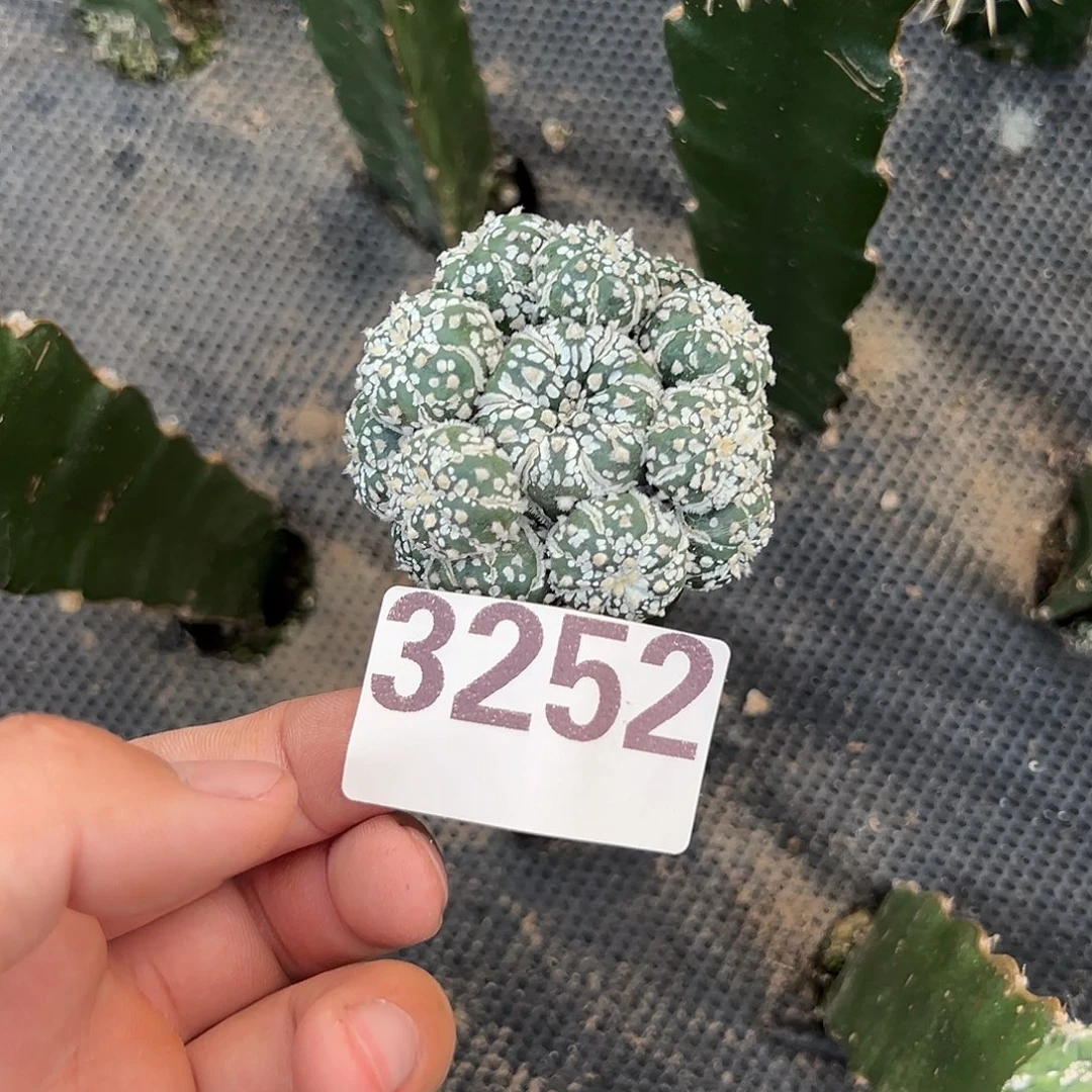 风****兜兜仙人球3252号