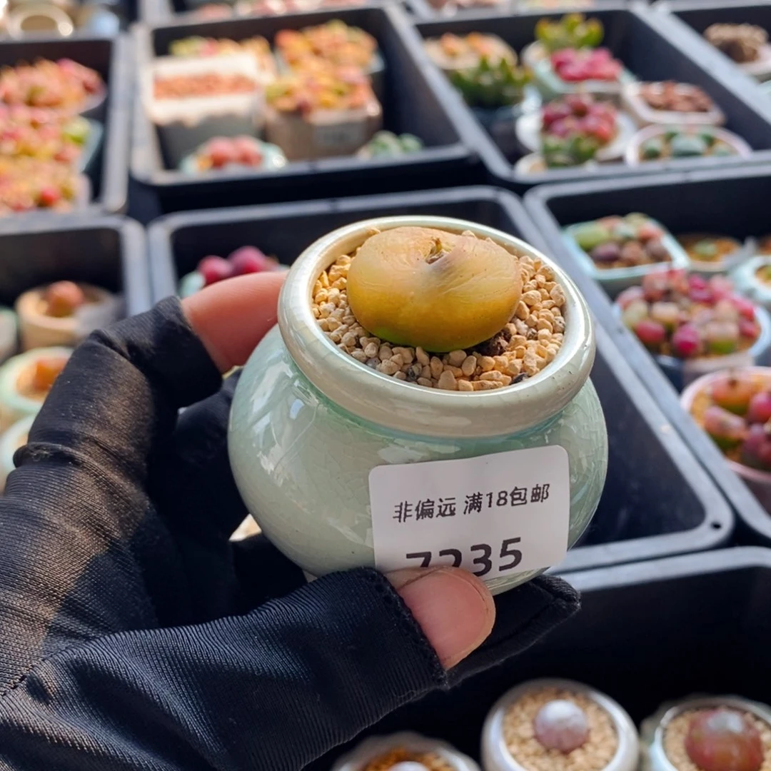 7235-一物一拍 带盆 蟠桃 1801.1