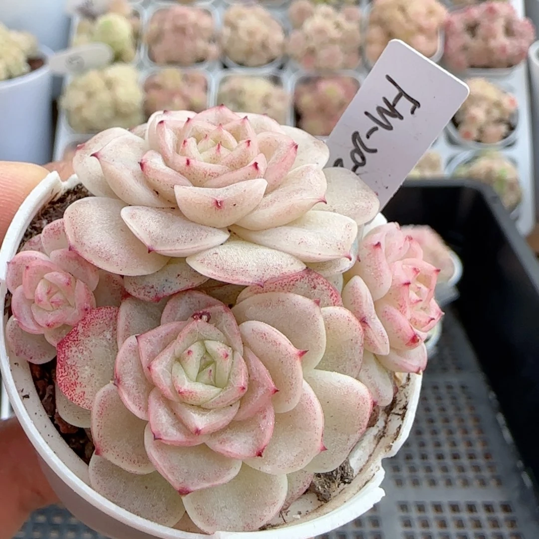 【闪购商品】0219-32（fm-20-2）