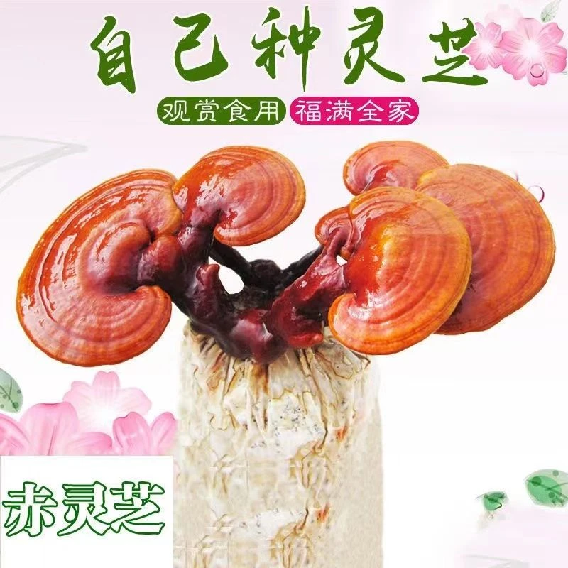 灵芝菌包灵芝菌种好养超耐寒不怕热室内好养招财植物桌面植物