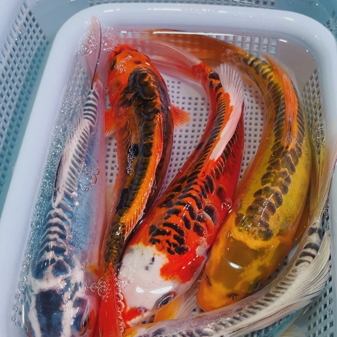 锦鲤锦鲤冷水鱼观赏109