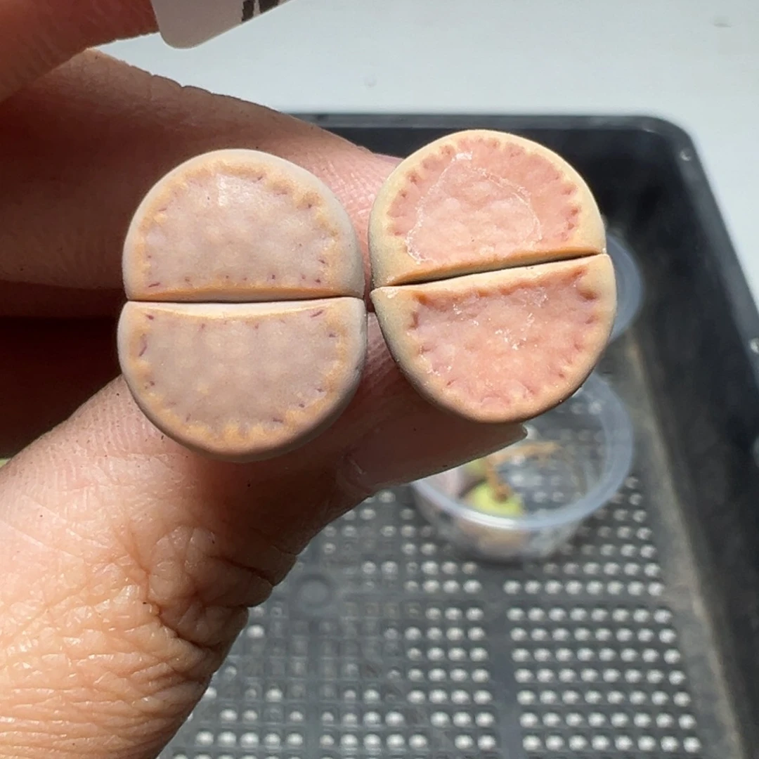 【闪购商品】319……