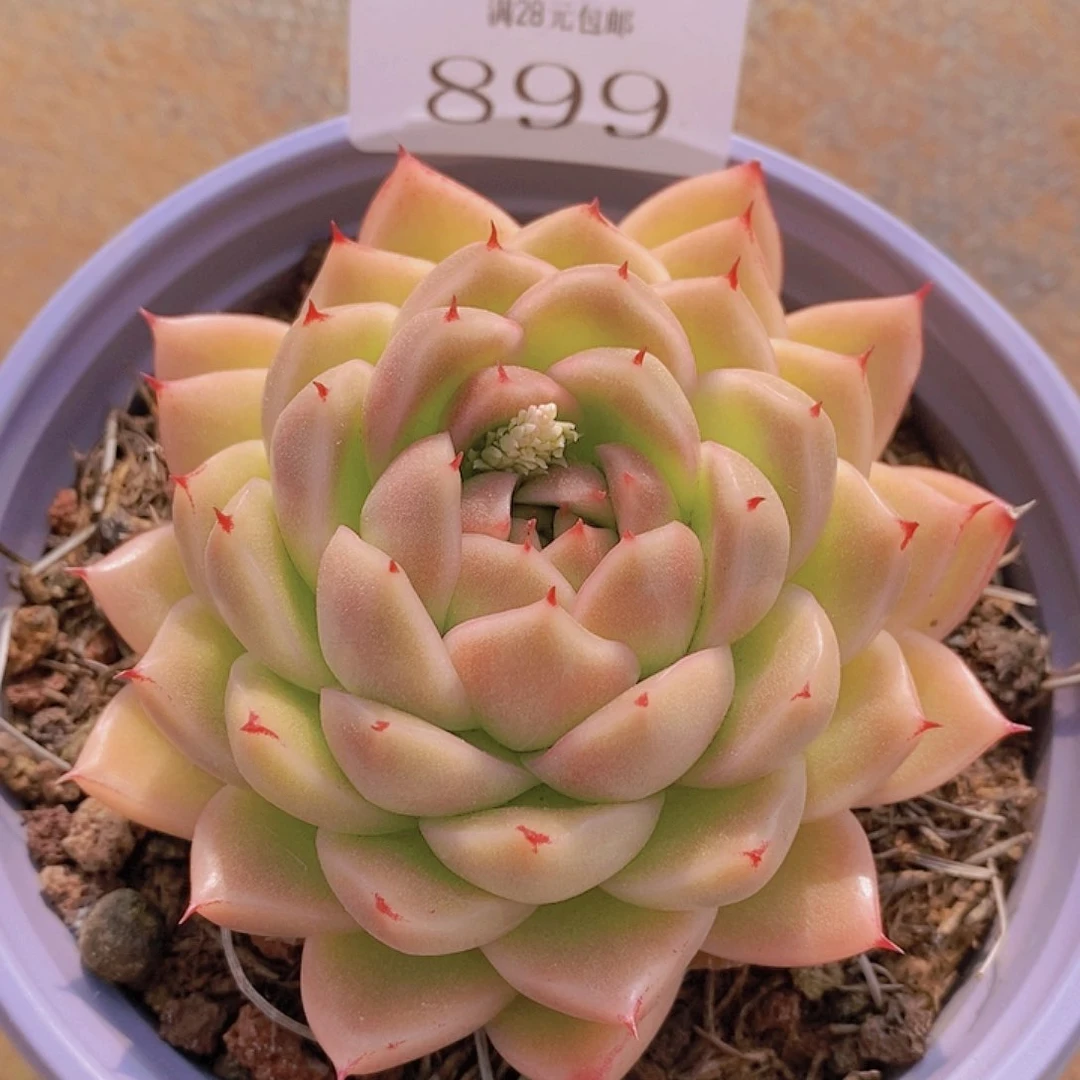 【闪购商品】云899