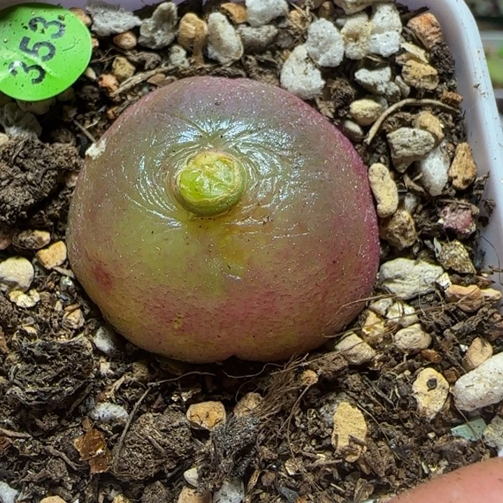 2.6+漂亮多肉植物353