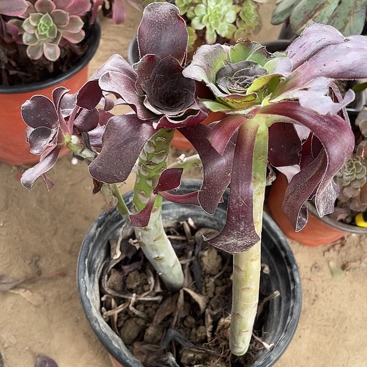 2棵无毒玫瑰玫瑰玫瑰