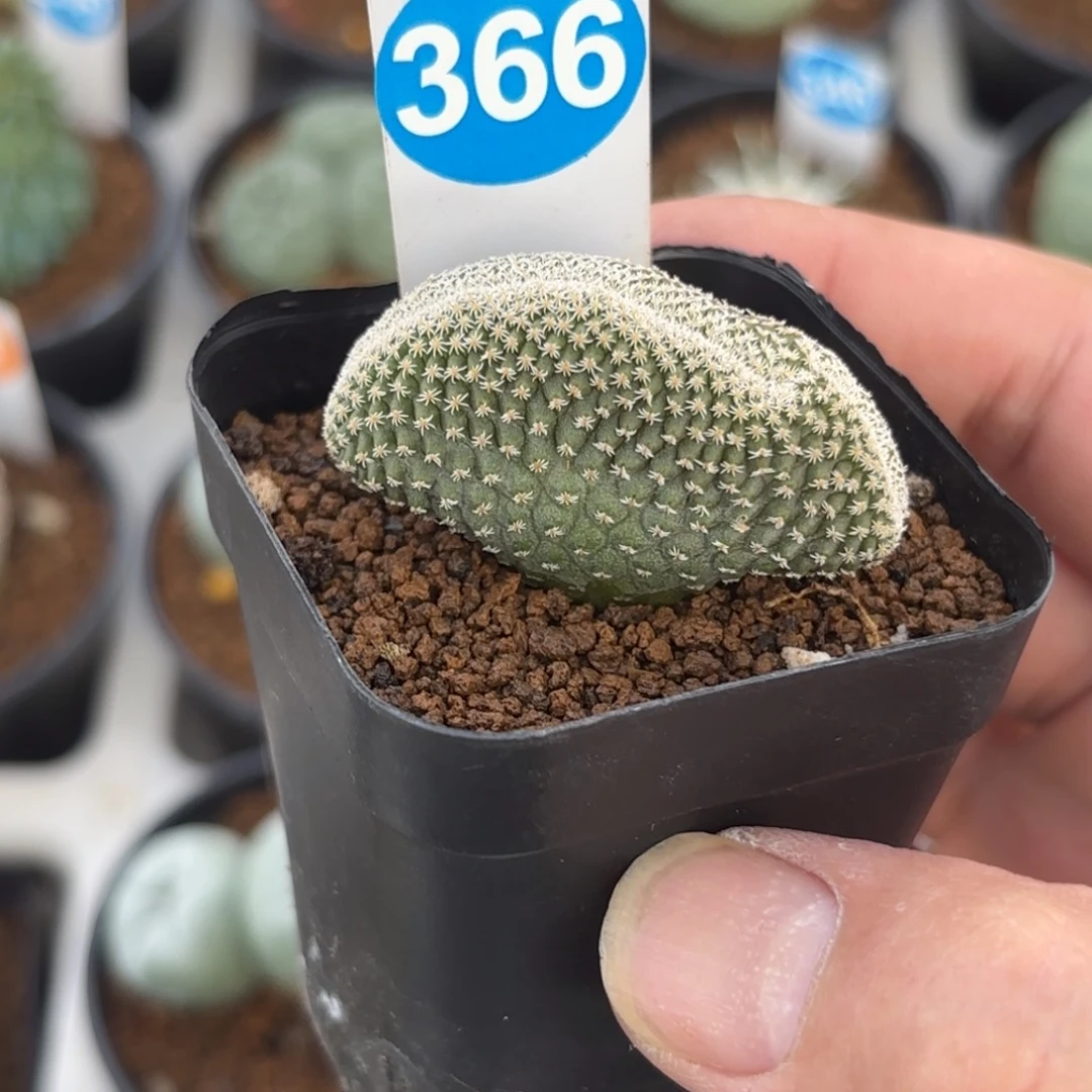 366实生菊水缀化带盆带土发货