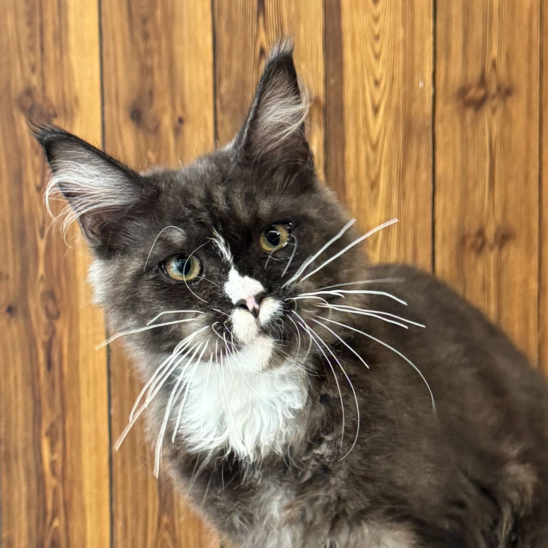 来了姊妹-烟白缅因猫-弟弟-41