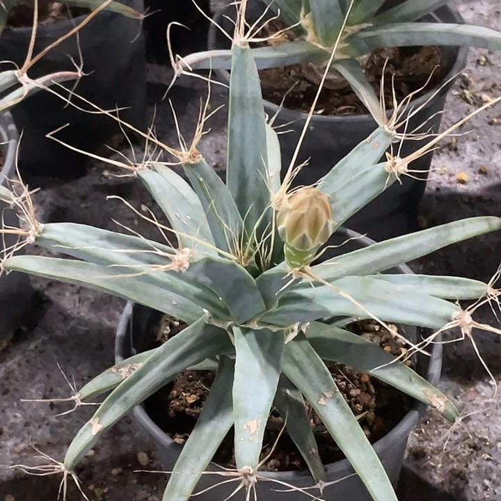 光山实生仙人球