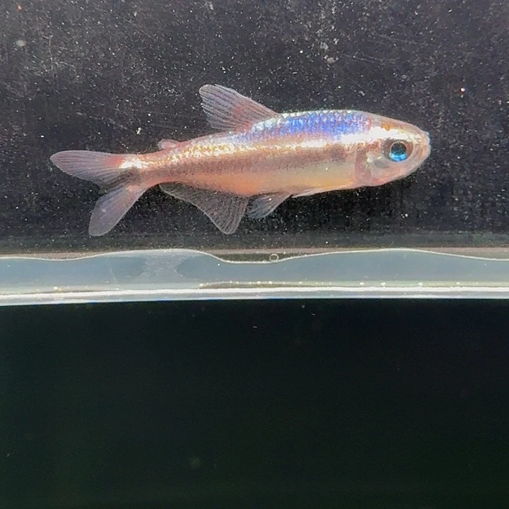 灯科鱼左下缸1号蓝魔2.5厘米一条