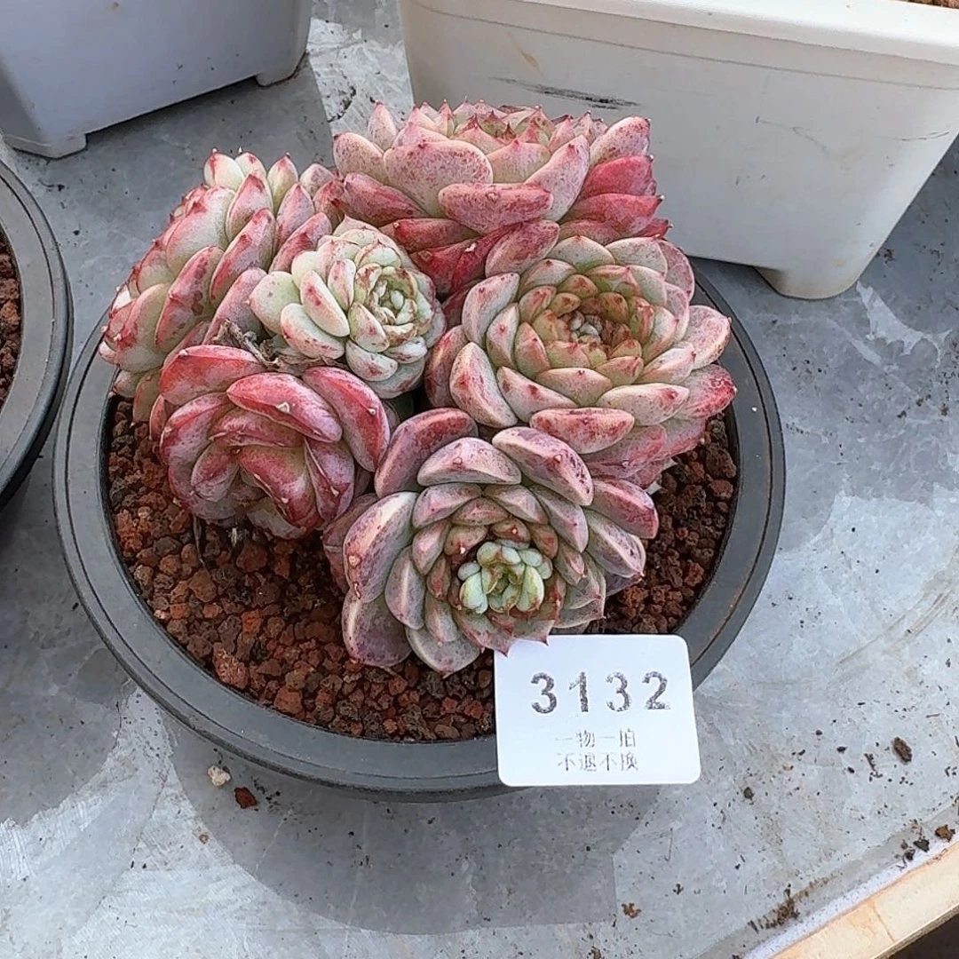 早***阳3132号天鹅绒