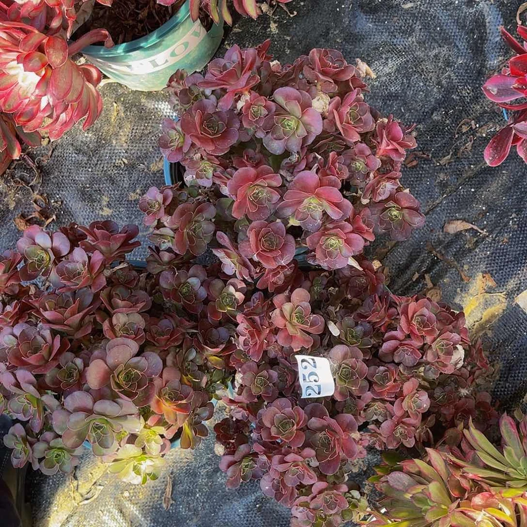 美金玫瑰法师1-36