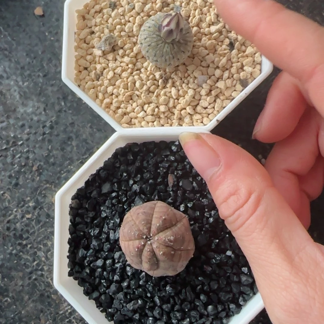 实生欧布➕实生精巧殿多肉