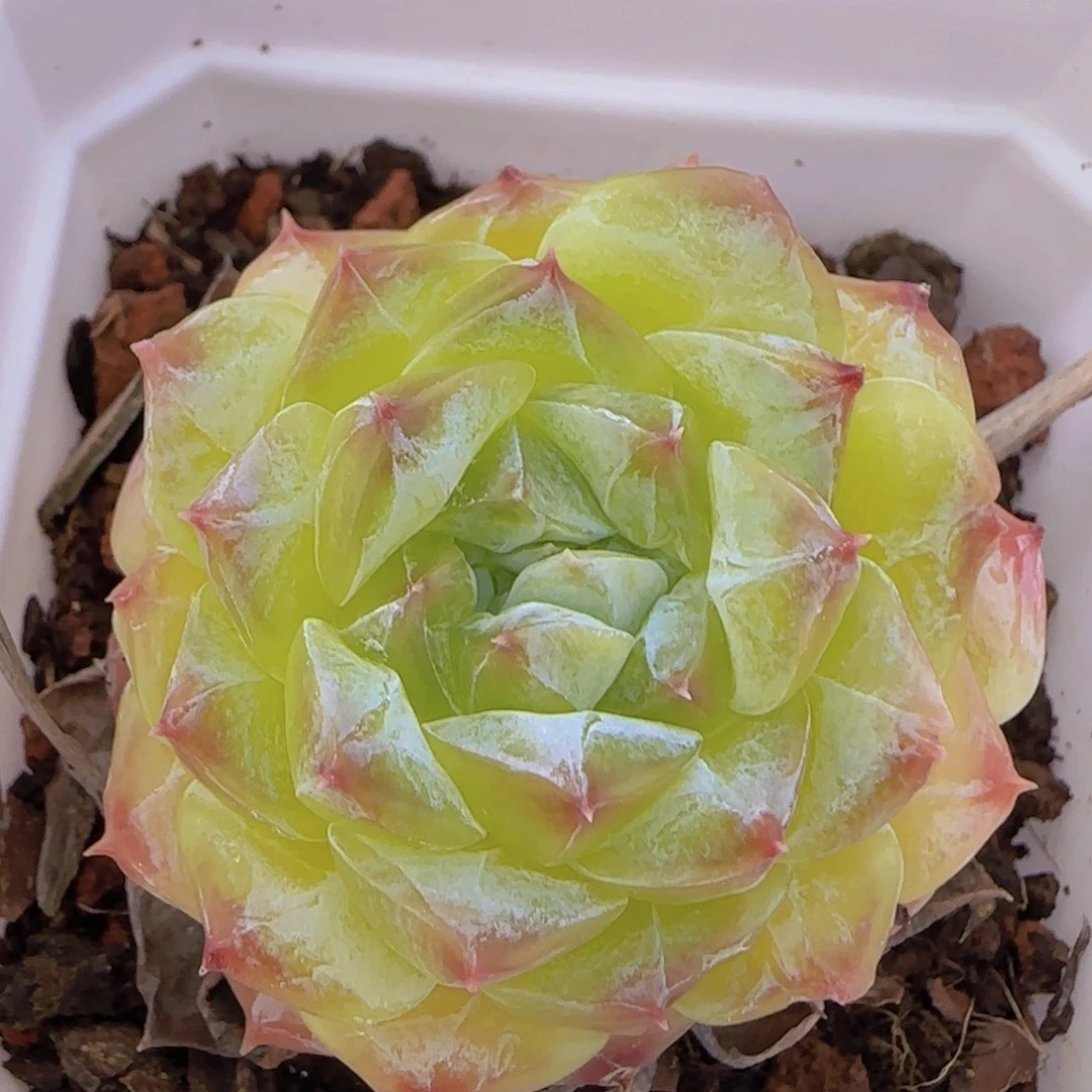 秘境冰魄一物一拍