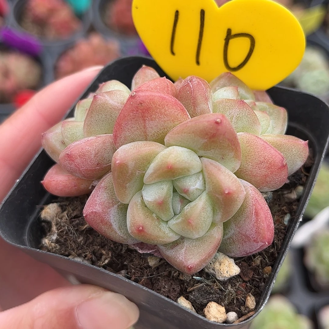 110号小老桩珍妮群