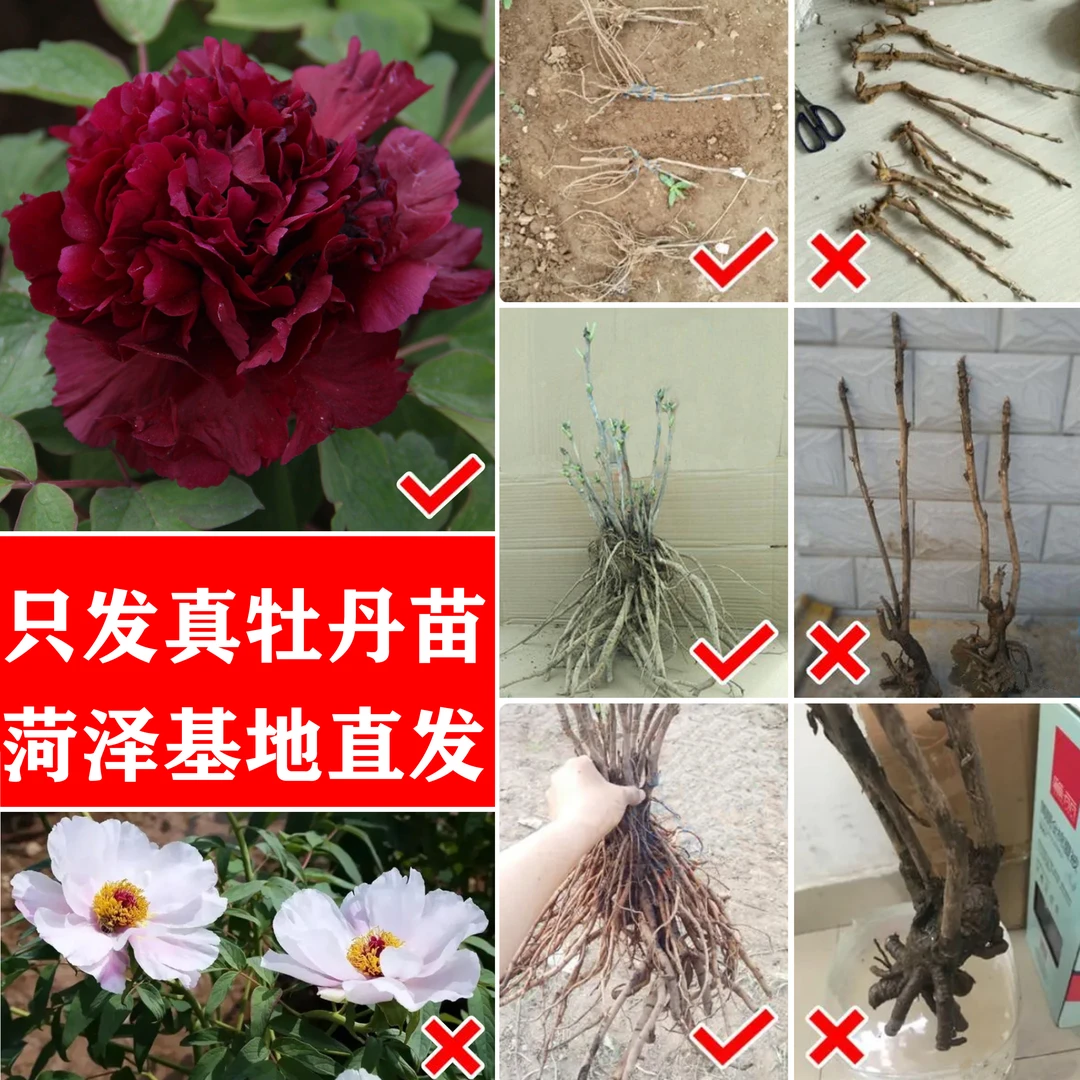 冠世墨玉精品稀有牡丹大花重瓣正宗观赏牡丹苗【先发肥料秋天发苗】