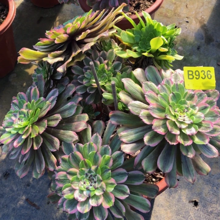 孙*粉黛多肉9360000000000