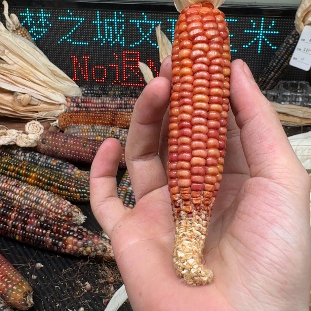 柏香籽/百香籽吊坠念*