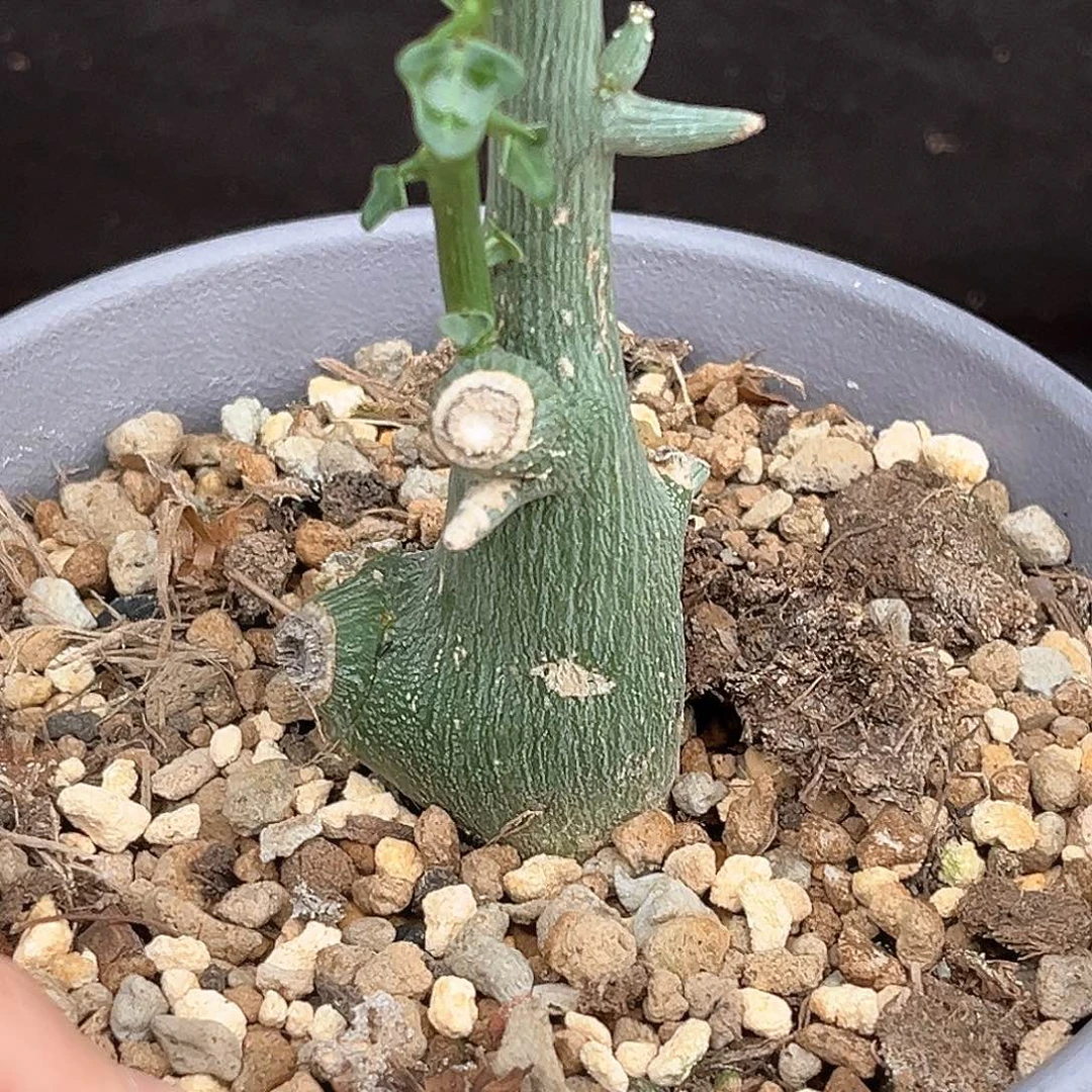 潮流植物球腺蔓，有肚子