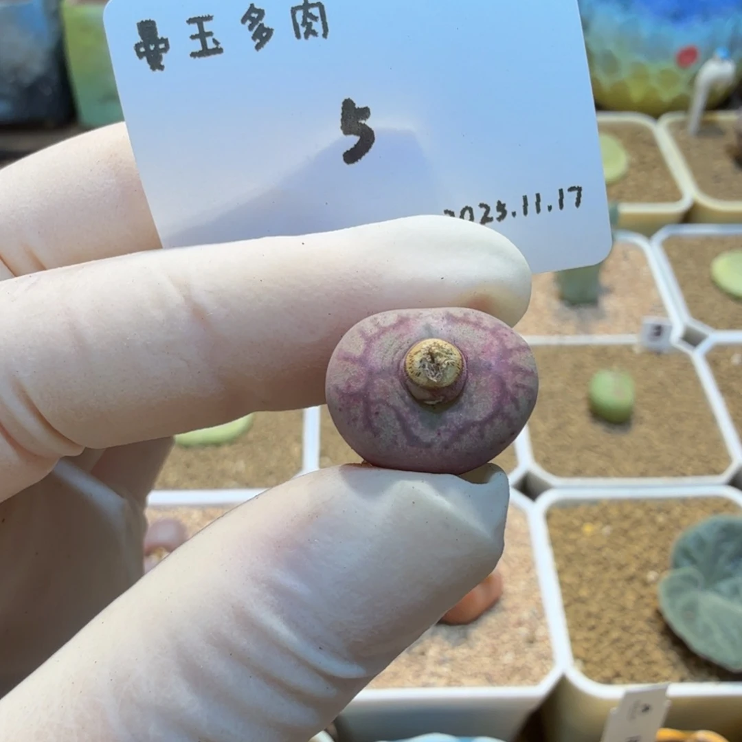 多肉多肉多肉11.17-005