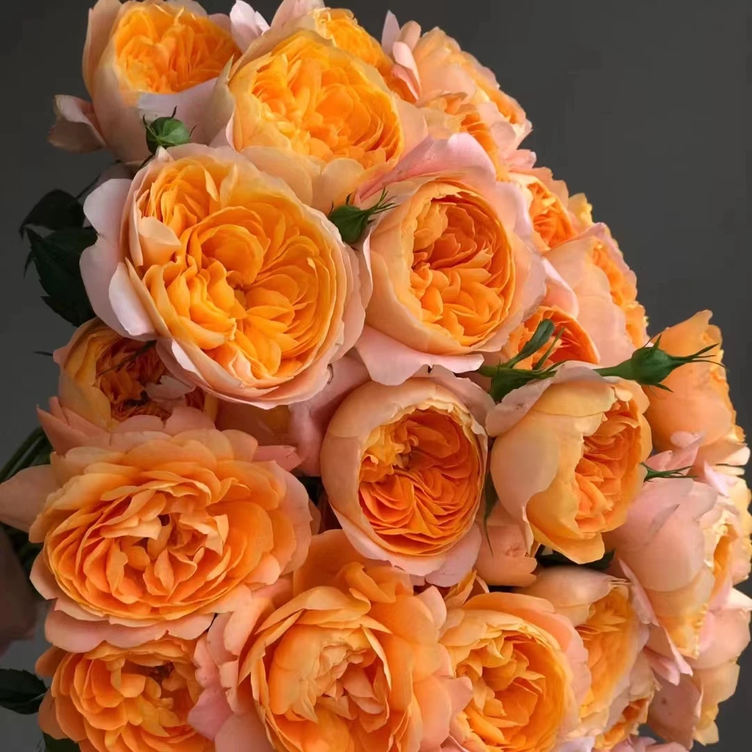 顺顺果汁阳台多头玫瑰9支+1支防损 拍2单包邮已发货不支持退款