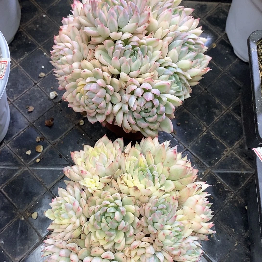 p***o19123女雏锦两颗多肉