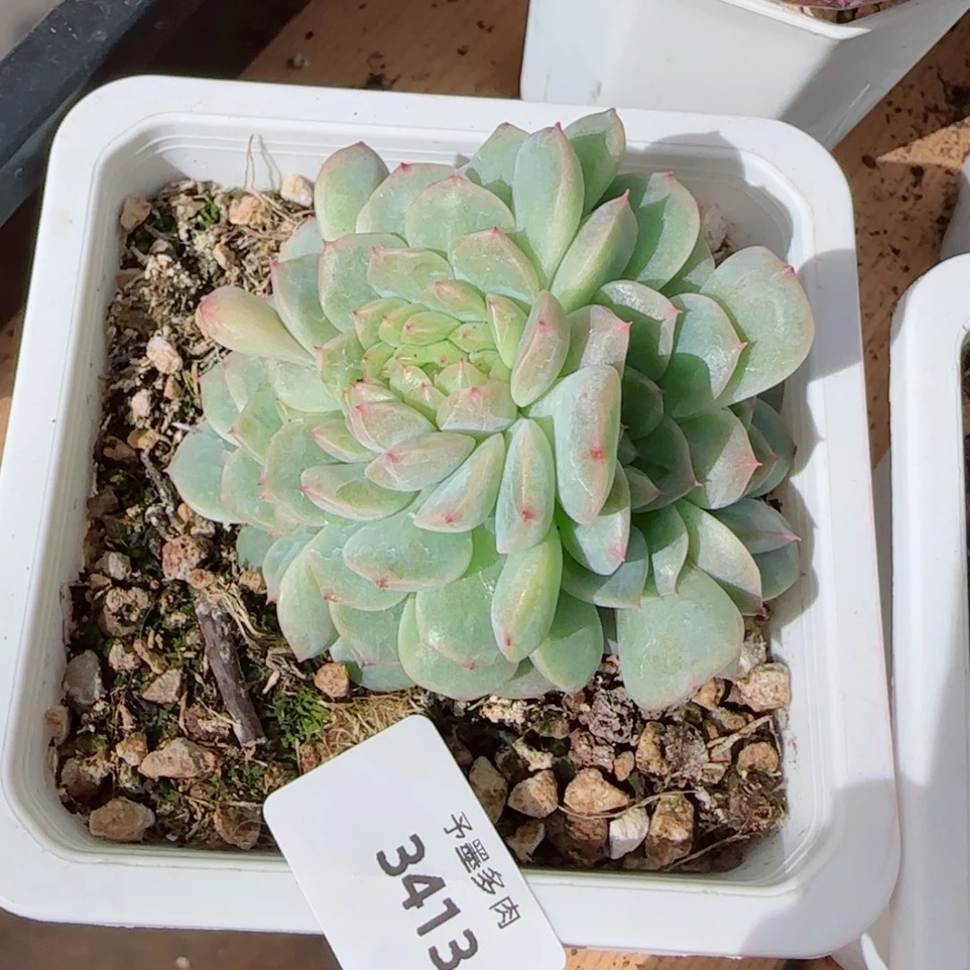 纸鸢缀化，3413多肉植物