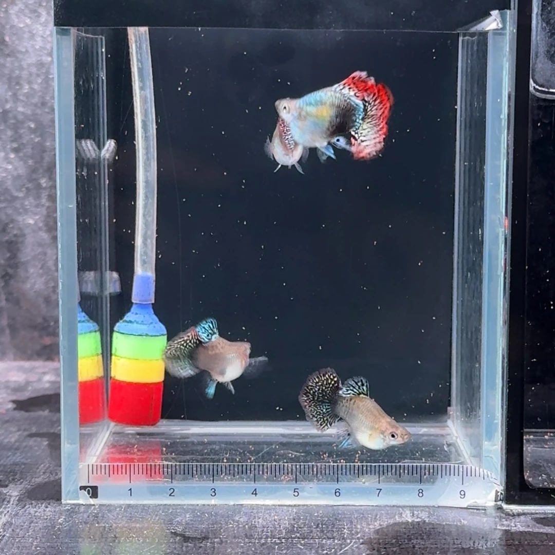 孔雀鱼短体龙鳞2对