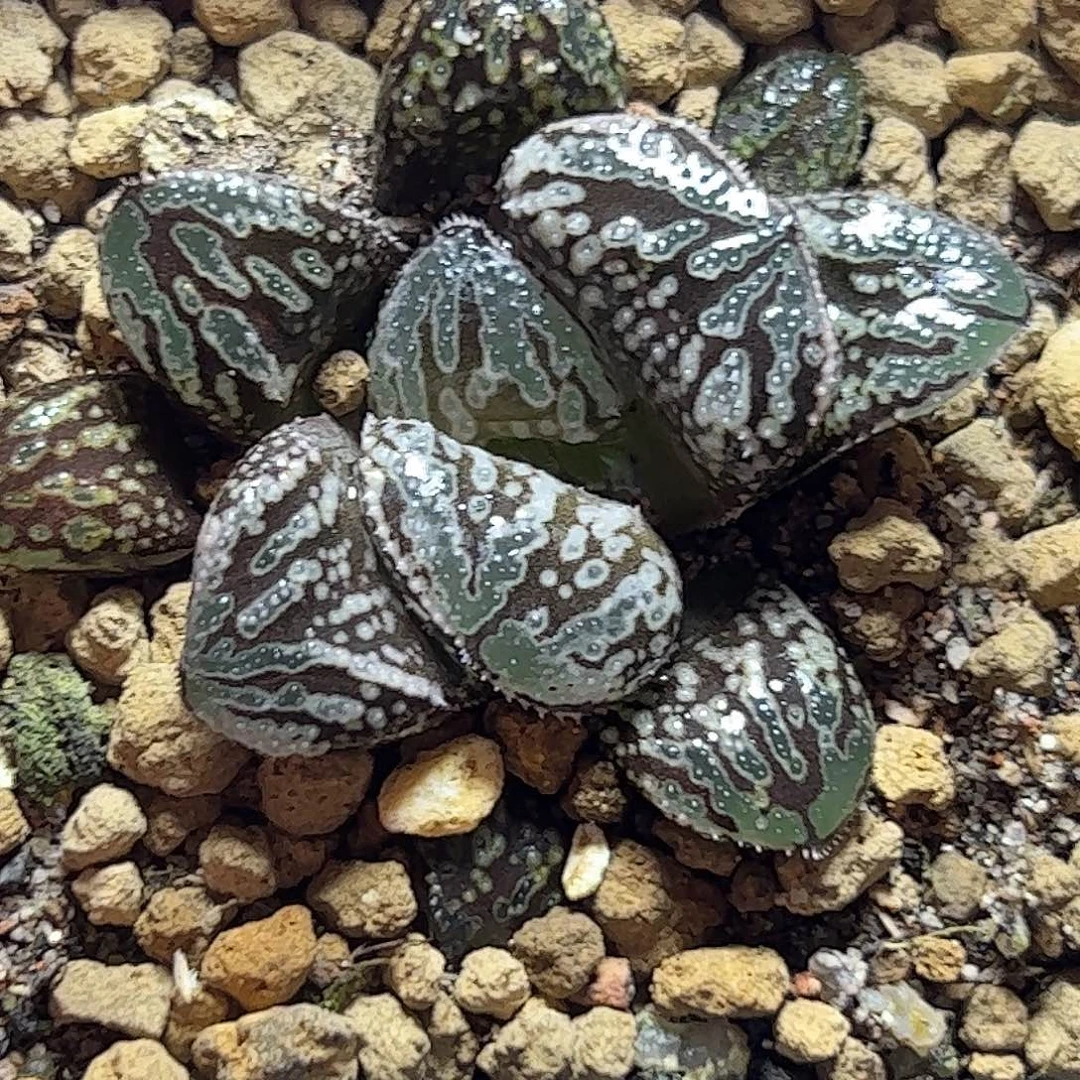 蟒蛇十二卷十二卷