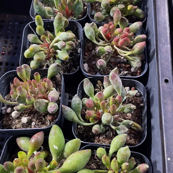 6.5方鼓槌带盆土发