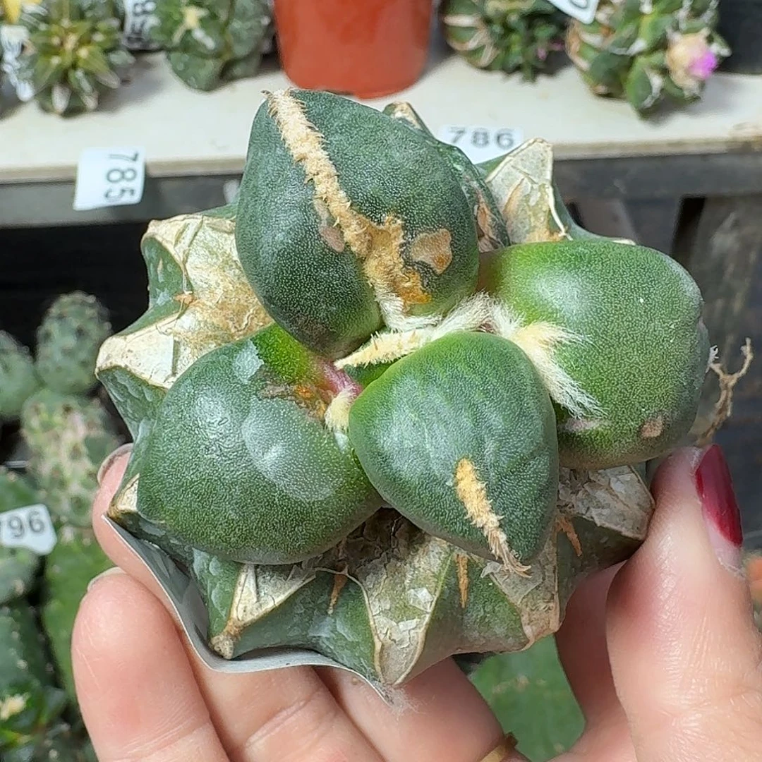 少量花朵（建议范围：2朵-5朵 或40%以下）大型蛋尤牡丹917