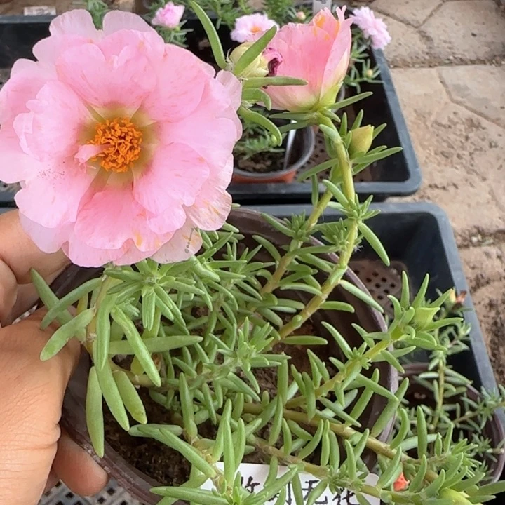 无花朵173超小苗 网红色盆口10cm