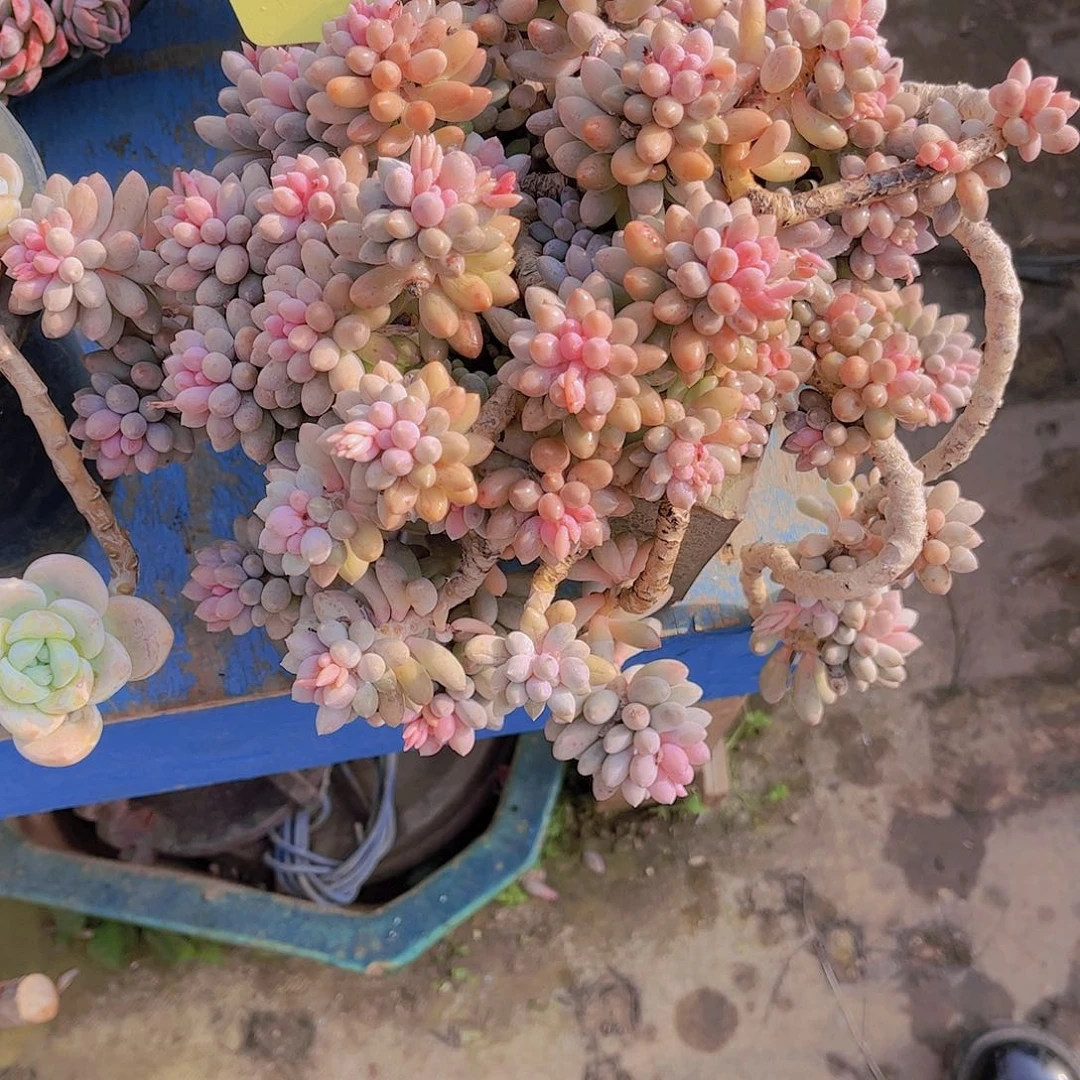 红陶大*多肉植物保护植物