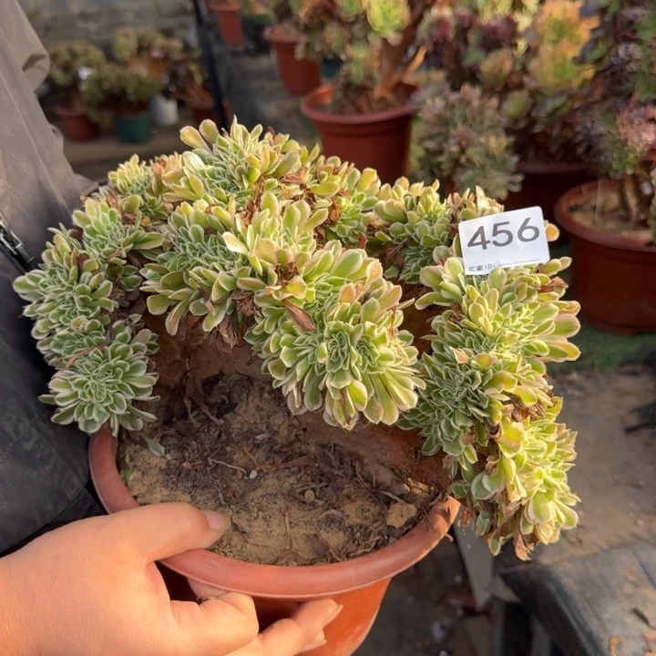 大白凤法师锦缀化不包损微瑕456