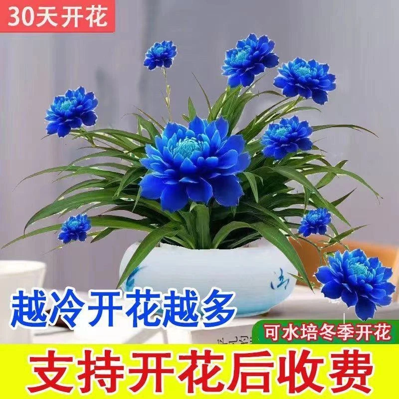 超长花期莲花球根蚊虫水养土养浓香型盆栽绿植耐寒花卉大全阳台花