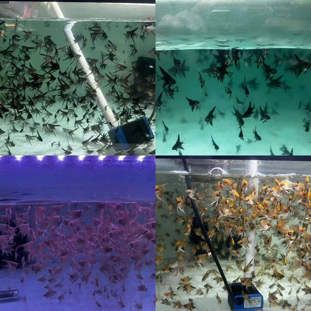 大红袍陨石金顶兰斑马各一条2厘米