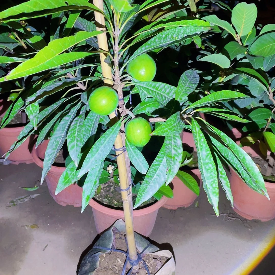 用***云无花朵88888888888888