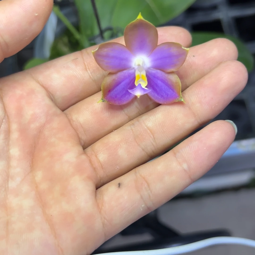 完全开放l762瑕疵三寸ys1176