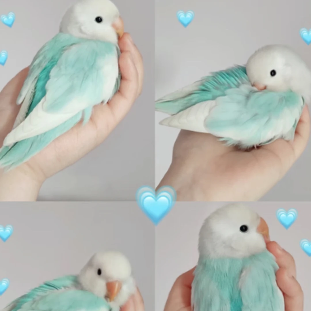 超萌半毛亲人手养活体牡丹特色鹦鹉实拍实发