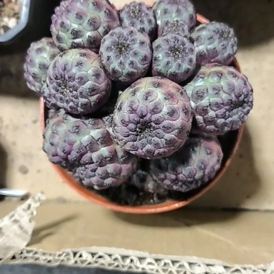 花花世界迷人眼的球球