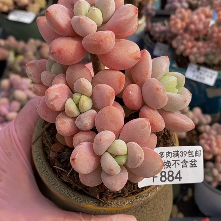 樱花洛神8cm884多肉植物