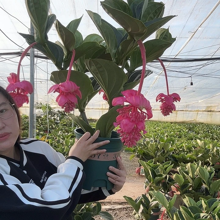 六***猫少量花朵（建议范围：2朵-5朵 或40%以下）