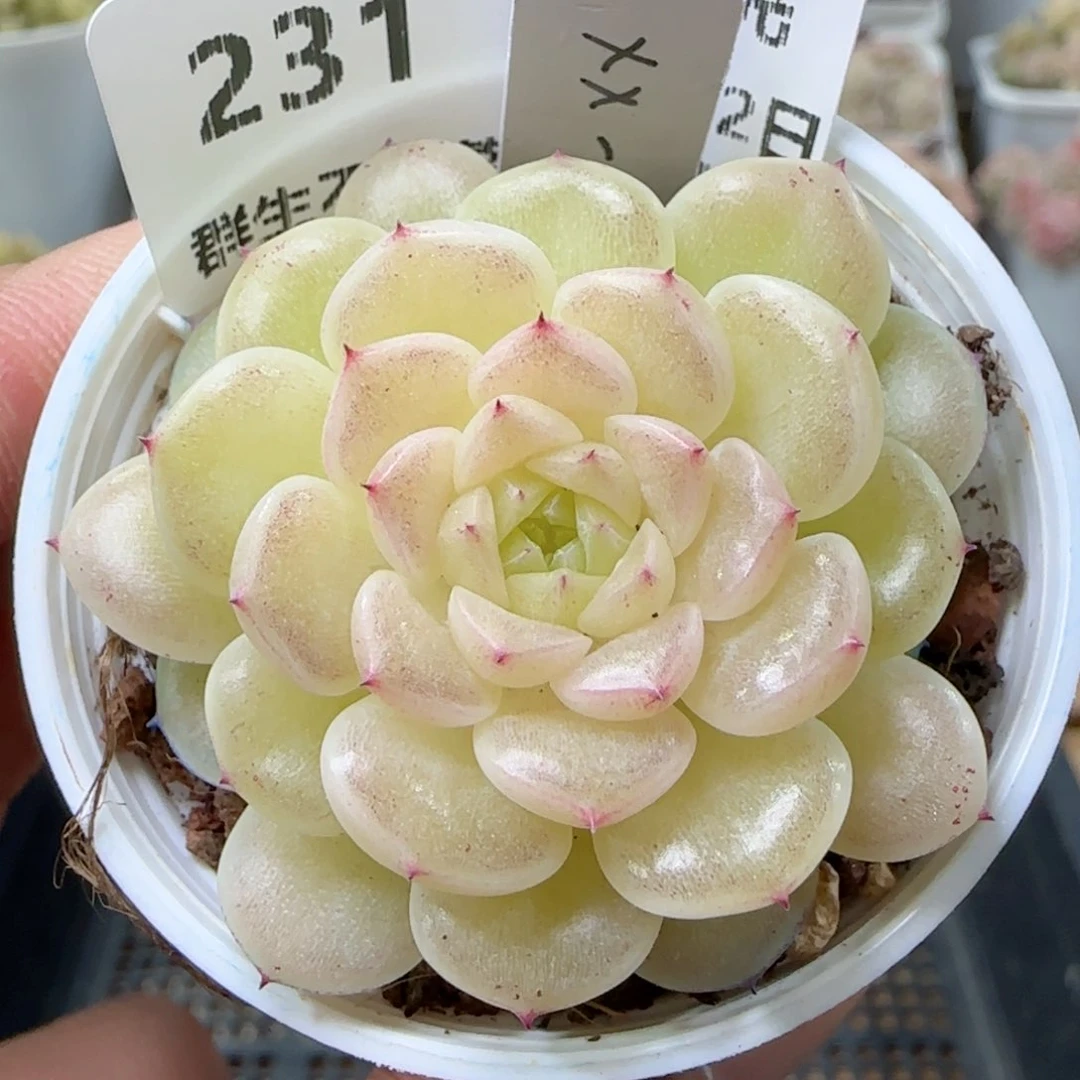【闪购商品】0222-231（xx-53）