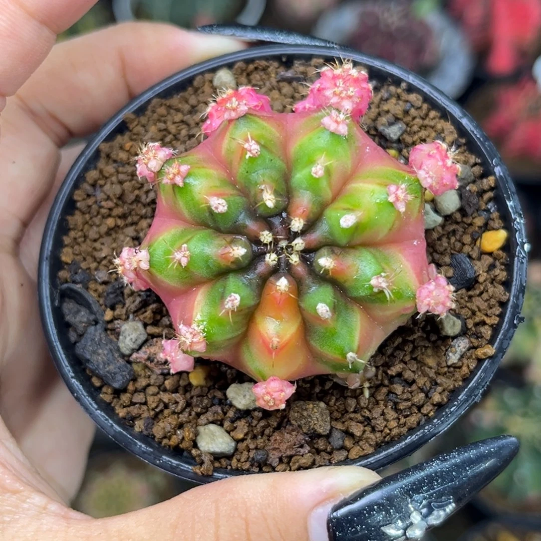 侧牙米哈 带盆土发货