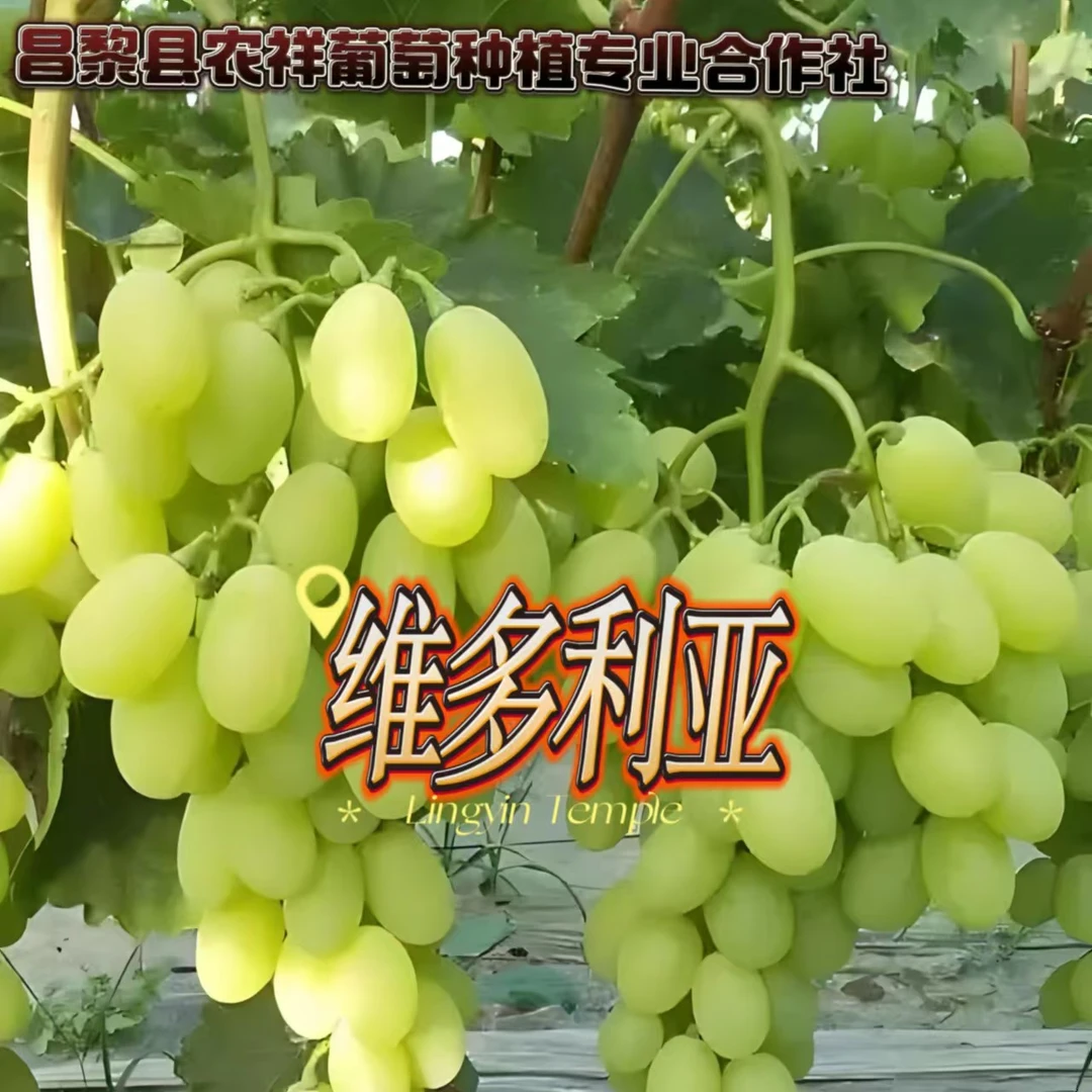 维多利亚葡萄苗特惠