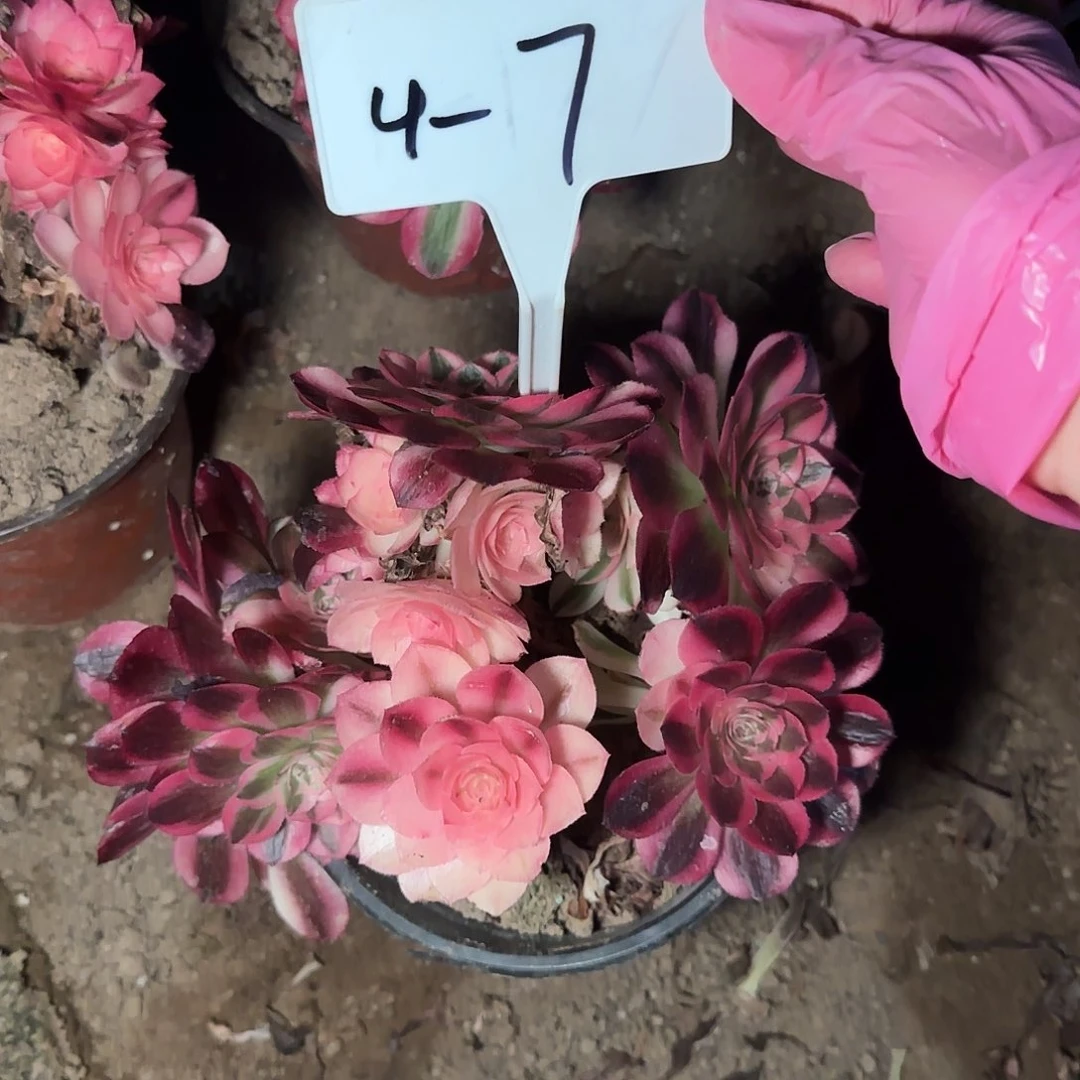 4-7红笼梦-----+-+++44