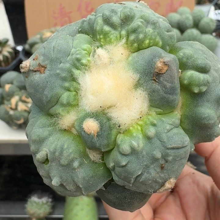 【闪购商品】无花朵村主怒涛319