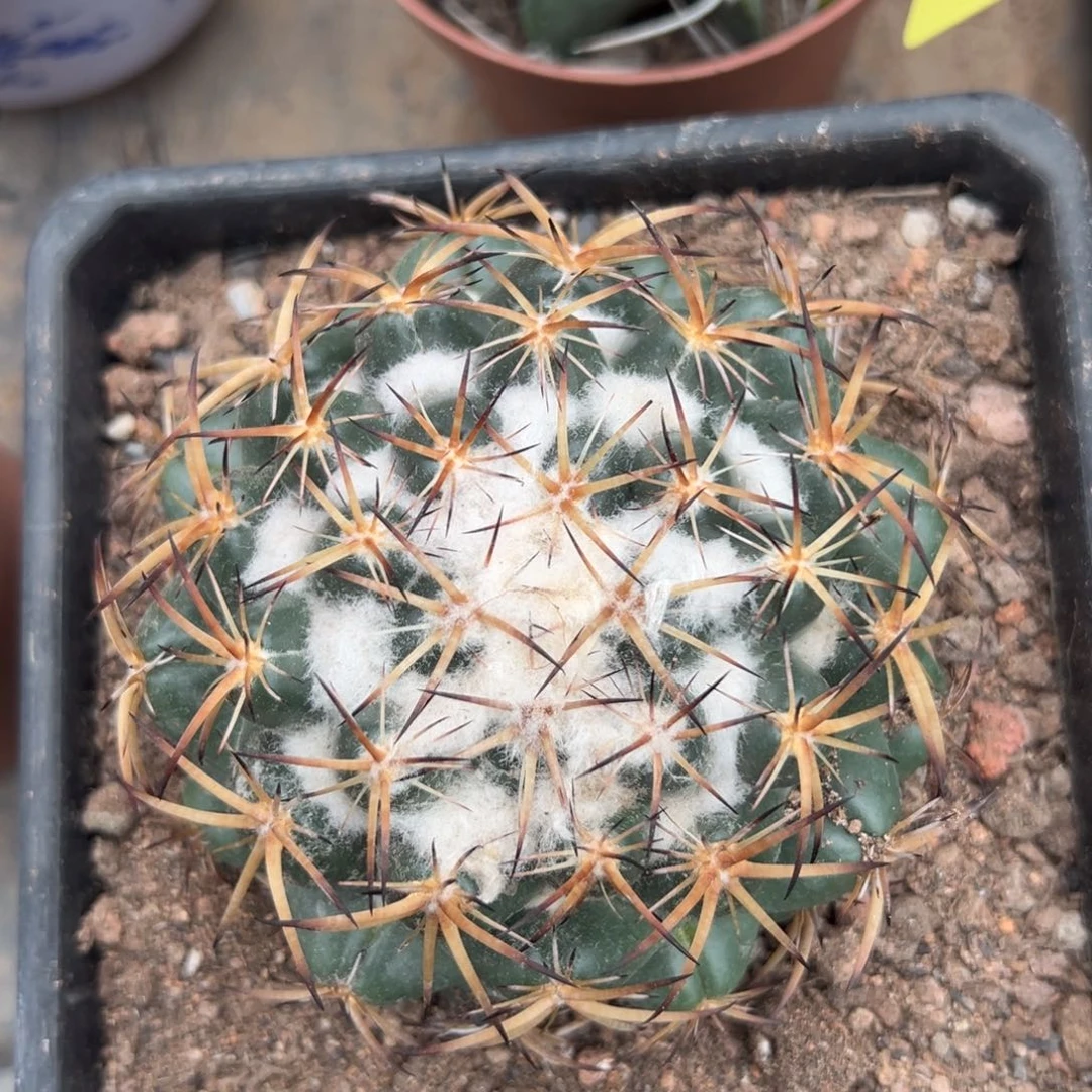 冬***鱼零零落落 零零落落