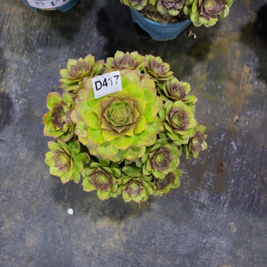 菲***41700碧桃福利可以拍